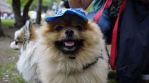 Imagen de La feria más grande de Neuquén tendrá un lugar especial para la salud de tu perro y tu gato