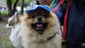 La feria más grande de Neuquén tendrá un lugar especial para la salud de tu perro y tu gato