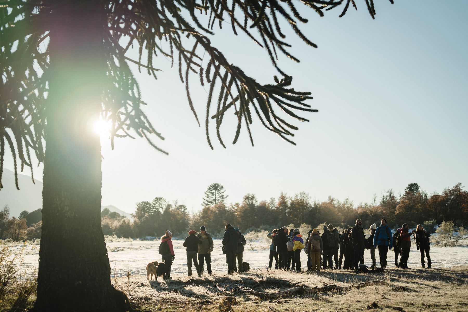 Reforestan un bosque nativo del Parque Nacional Lanín. Foto: Amigos de la Patagonia