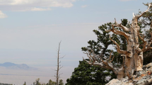 Imagen de Cuál es el árbol aún más viejo que «el abuelo», que está en la Patagonia y tiene 2620 años