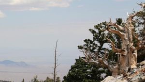 Cuál es el árbol aún más viejo que «el abuelo», que está en la Patagonia y tiene 2620 años