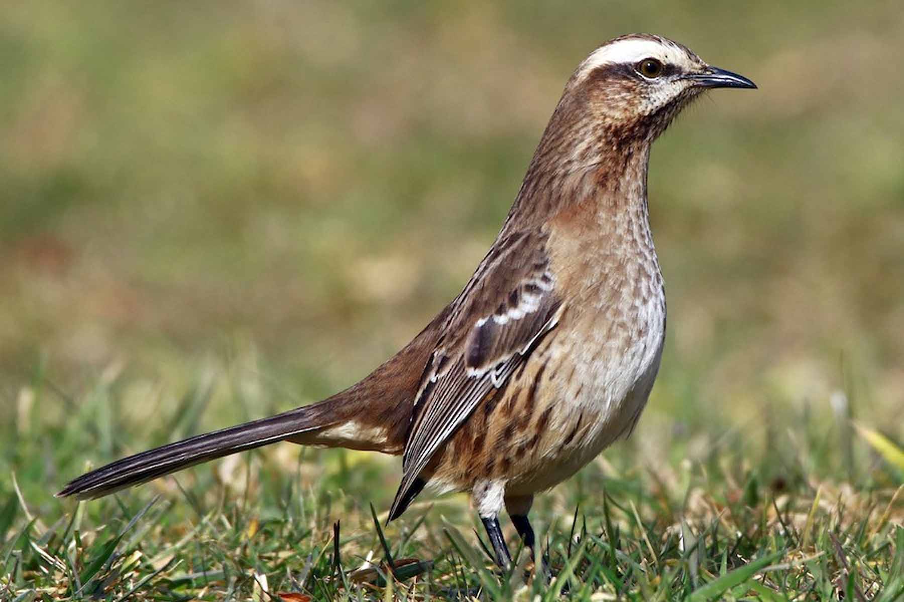 Global Big Day: Neuquén tiene aves que sólo se ven aquí. 