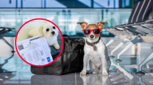 Imagen de Viajes al exterior: cómo autogestionar un turno online para volar con tu perro o tu gato