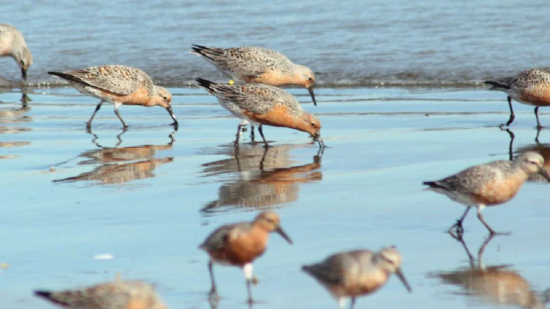 Los playeros rojizos, unas aves increíbles 