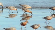 Imagen de Las Grutas: Se viene el verano y están cerca las aves migratorias, conocé su increíble ruta