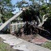 Imagen de Una mujer murió aplastada por un árbol mientras ayudaba a limpiar los escombros que dejó el huracán Milton