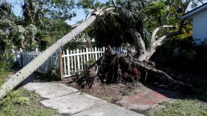 Una mujer murió aplastada por un árbol mientras ayudaba a limpiar los escombros que dejó el huracán Milton