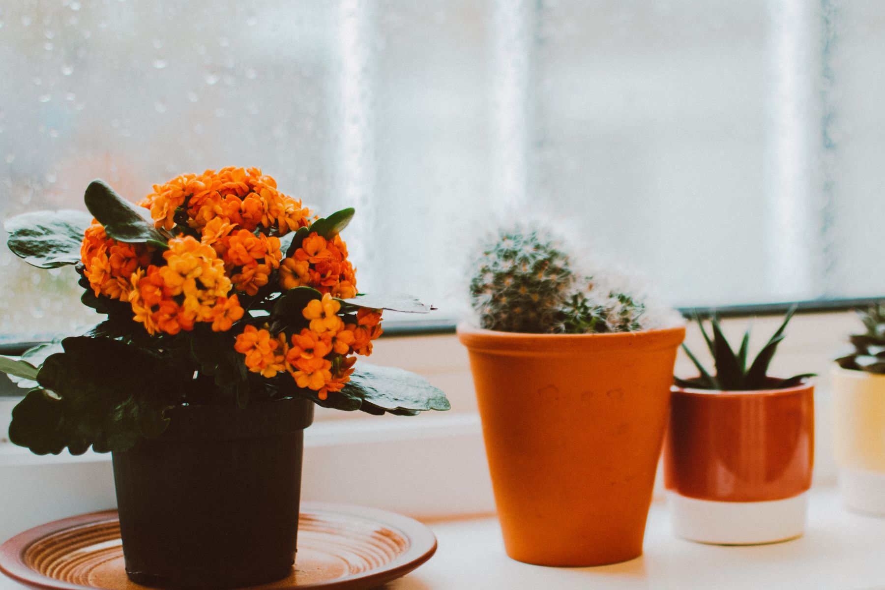 Las plantas de interior con flores crecen muy rápido durante la primavera. Foto gentileza. 