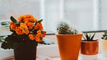 Imagen de Las plantas de interior con flores ideales para octubre: crecen rápido y no requieren muchos cuidados