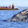 Imagen de Lobos marinos, ballenas y delfines en la Patagonia Atlántica: antes los cazaban, ahora son productos turísticos