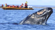 Imagen de Lobos marinos, ballenas y delfines en la Patagonia Atlántica: antes los cazaban, ahora son productos turísticos