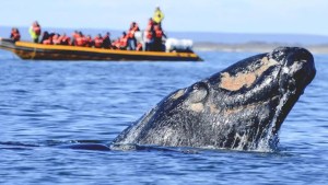 Lobos marinos, ballenas y delfines en la Patagonia Atlántica: antes los cazaban, ahora son productos turísticos