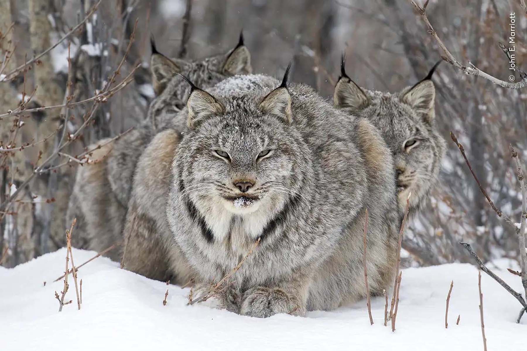 13 asombrosas fotos premiadas en el Wildlife Photographer of the Year 2024.