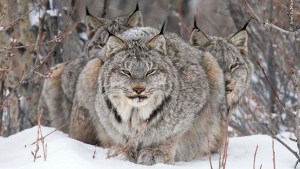 En la nieve, la montaña y el agua, las asombrosas fotos de animales premiadas en el Wildlife Photographer