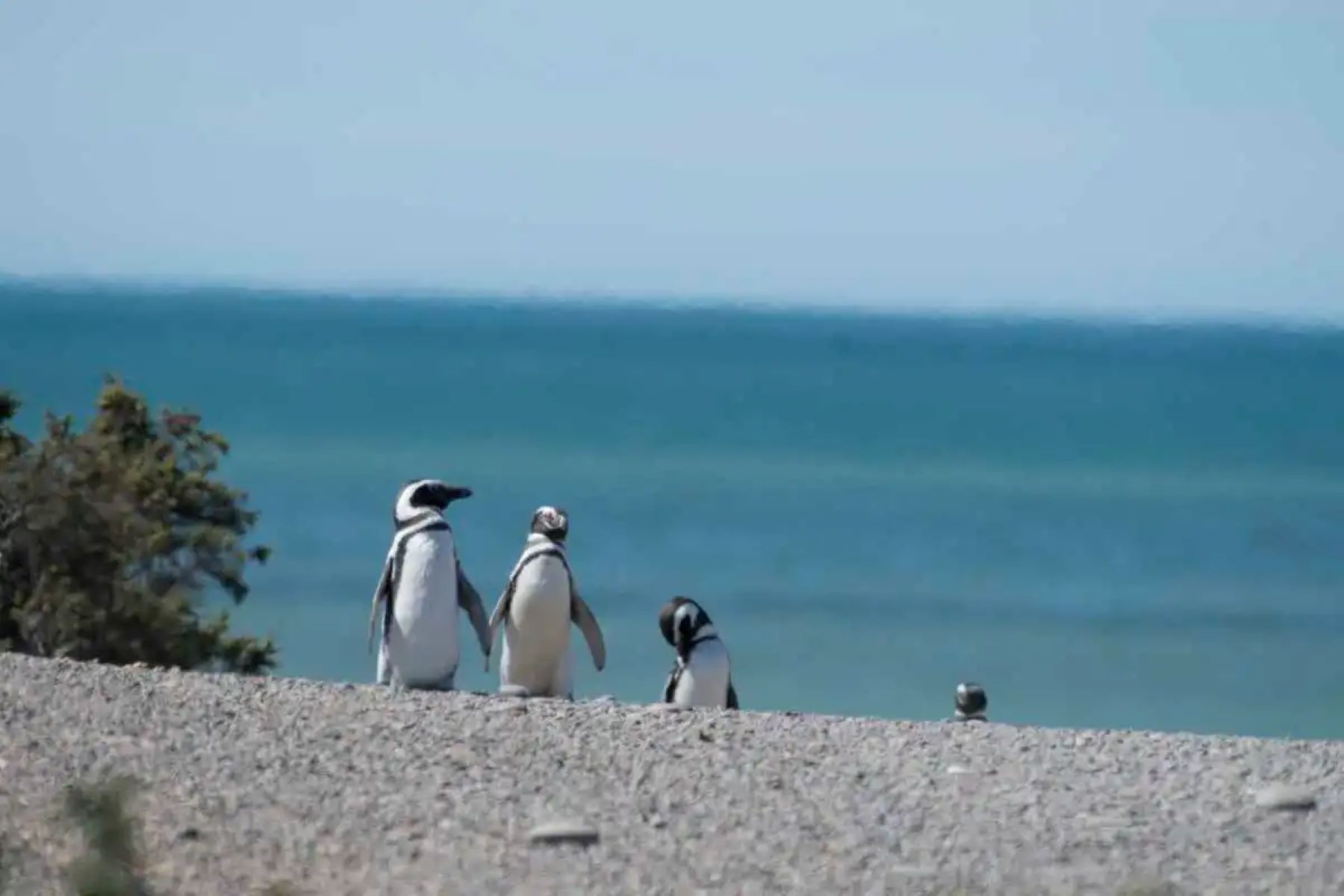 Pingüinos y la magia de una costa única 