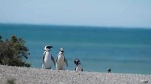 Imagen de Noviembre es de los pingüinos en Chubut ¿dónde verlos y cuánto sale?