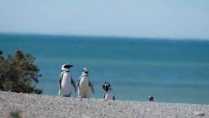 Noviembre es de los pingüinos en Chubut ¿dónde verlos y cuánto sale?