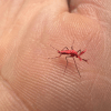 Imagen de Mosquitos rojos para combatir el dengue en Mendoza: cómo funciona la innovadora técnica de control