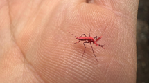 Pictures of fighting dengue with red mosquitoes in Mendoza: How innovative control technology makes a difference