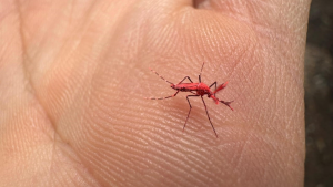 Mosquitos rojos para combatir el dengue en Mendoza: cómo funciona la innovadora técnica de control