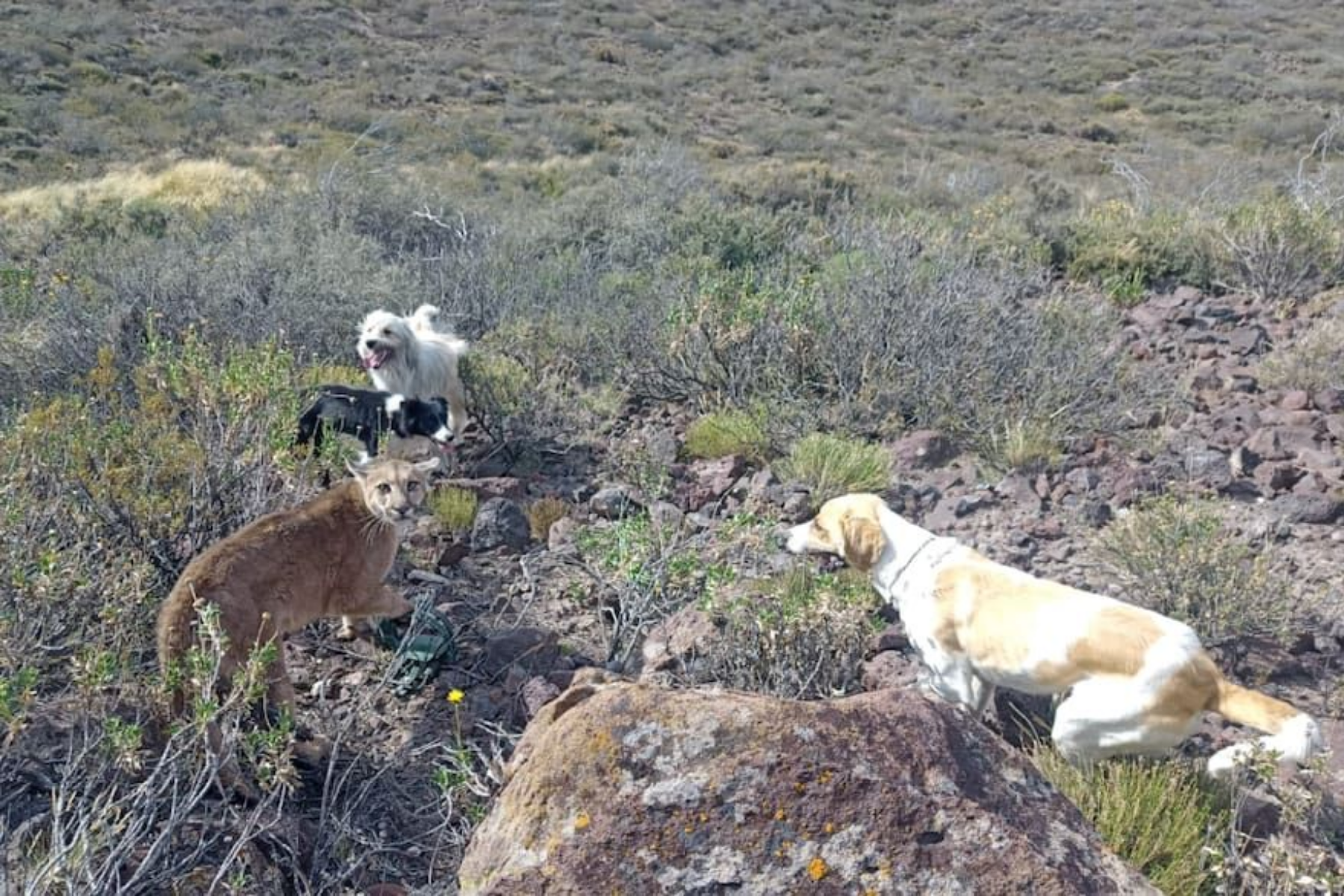 Productores ovinos en Cerro Policía, Río Negro, denuncian pérdidas por el aumento de ataques de pumas en la región. Foto Gentileza Pablo Luchetti.