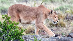 «Matan por matar»: productores en Río Negro enfrentan una catástrofe por el avance del puma