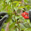 Imagen de Atención Cipolletti: brindarán un curso de raleo manual de fruta de carozo