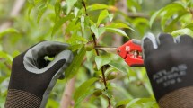 Imagen de Atención Cipolletti: brindarán un curso de raleo manual de fruta de carozo