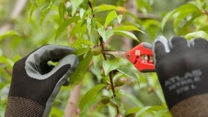 Atención Cipolletti: brindarán un curso de raleo manual de fruta de carozo