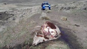 Advierten por el aumento de carneo furtivo de vacas en caminos rurales de Neuquén