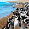 Imagen de Pinguinos, ballenas, lobitos…¿Sabés que en Puerto Madryn arrancó la época para disfrutarlos? ¡Aprovechá!