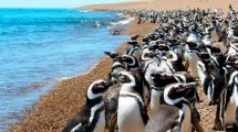 Imagen de Pinguinos, ballenas, lobitos…¿Sabés que en Puerto Madryn arrancó la época para disfrutarlos? ¡Aprovechá!