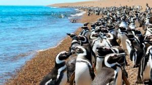 Pinguinos, ballenas, lobitos…¿Sabés que en Puerto Madryn arrancó la época para disfrutarlos? ¡Aprovechá!