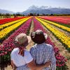 Imagen de Zambullíte en un mar de color en el  campo de tulipanes de Trevelin o sobrevolalo en globo, ¿te animás?