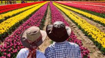 Imagen de El campo de tulipanes de Trevelin ya está abierto: cómo recorrerlo y cuánto sale ver su belleza infinita