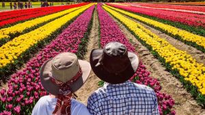 El campo de tulipanes de Trevelin ya está abierto: cómo recorrerlo y cuánto sale ver su belleza infinita