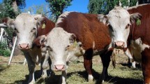 Imagen de Chubut defiende la barrera sanitaria: «No vamos a permitir que la pongan en riesgo», aseguró Ignacio Torres