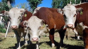 Qué es el carbunclo o ántrax que tiene en alerta a La Pampa