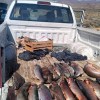 Imagen de Pesca furtiva en Neuquén: controles en el lago y la Ruta 237 incautaron casi 100 truchas arcoíris