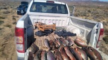 Imagen de Pesca furtiva en Neuquén: controles en el lago y la Ruta 237 incautaron casi 100 truchas arcoíris