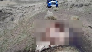 Advierten por el aumento de carneo furtivo de vacas en caminos rurales de Neuquén