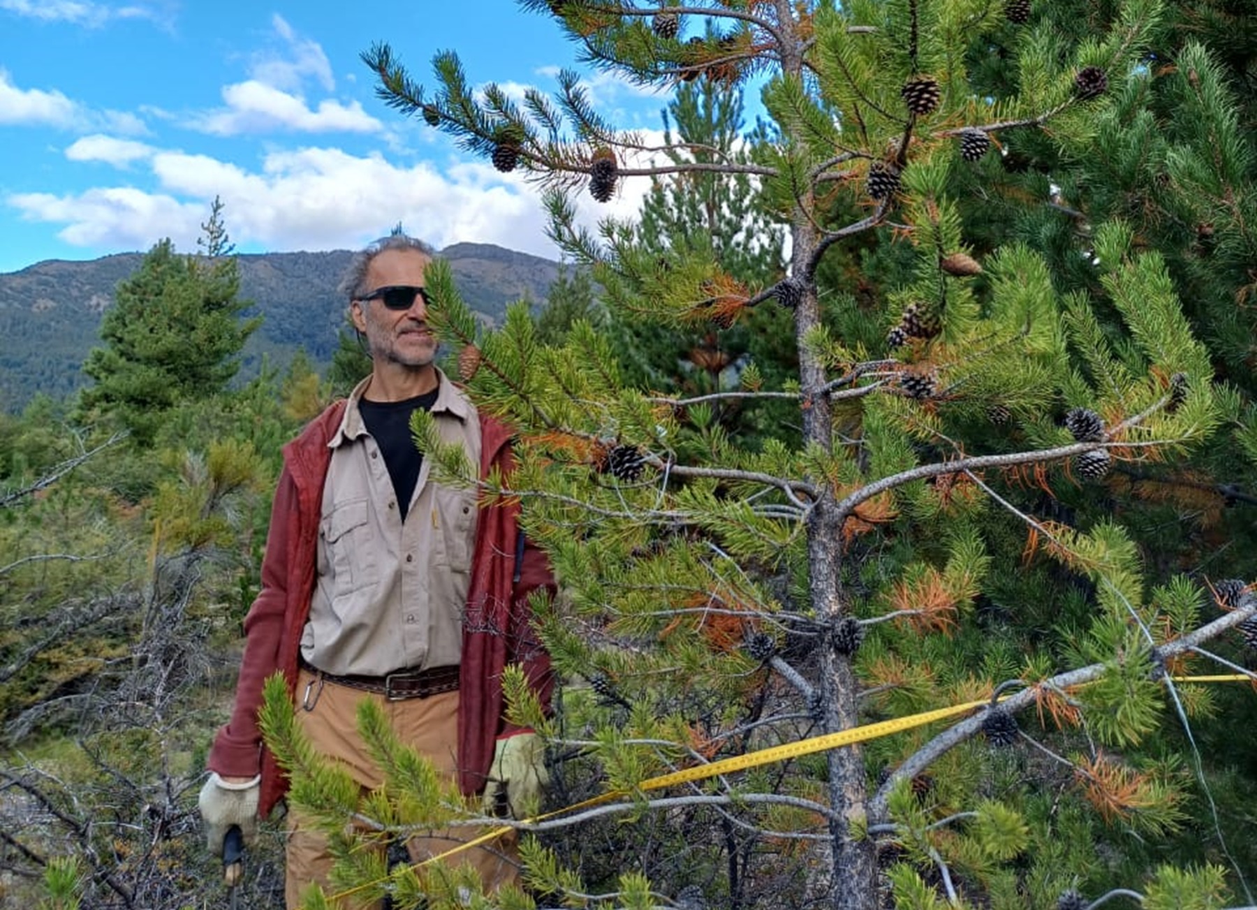 La Red Pinos detecta la presencia de pinos invasores que pueden favorecer la propagación de incendios/ Crédito Red Pinos