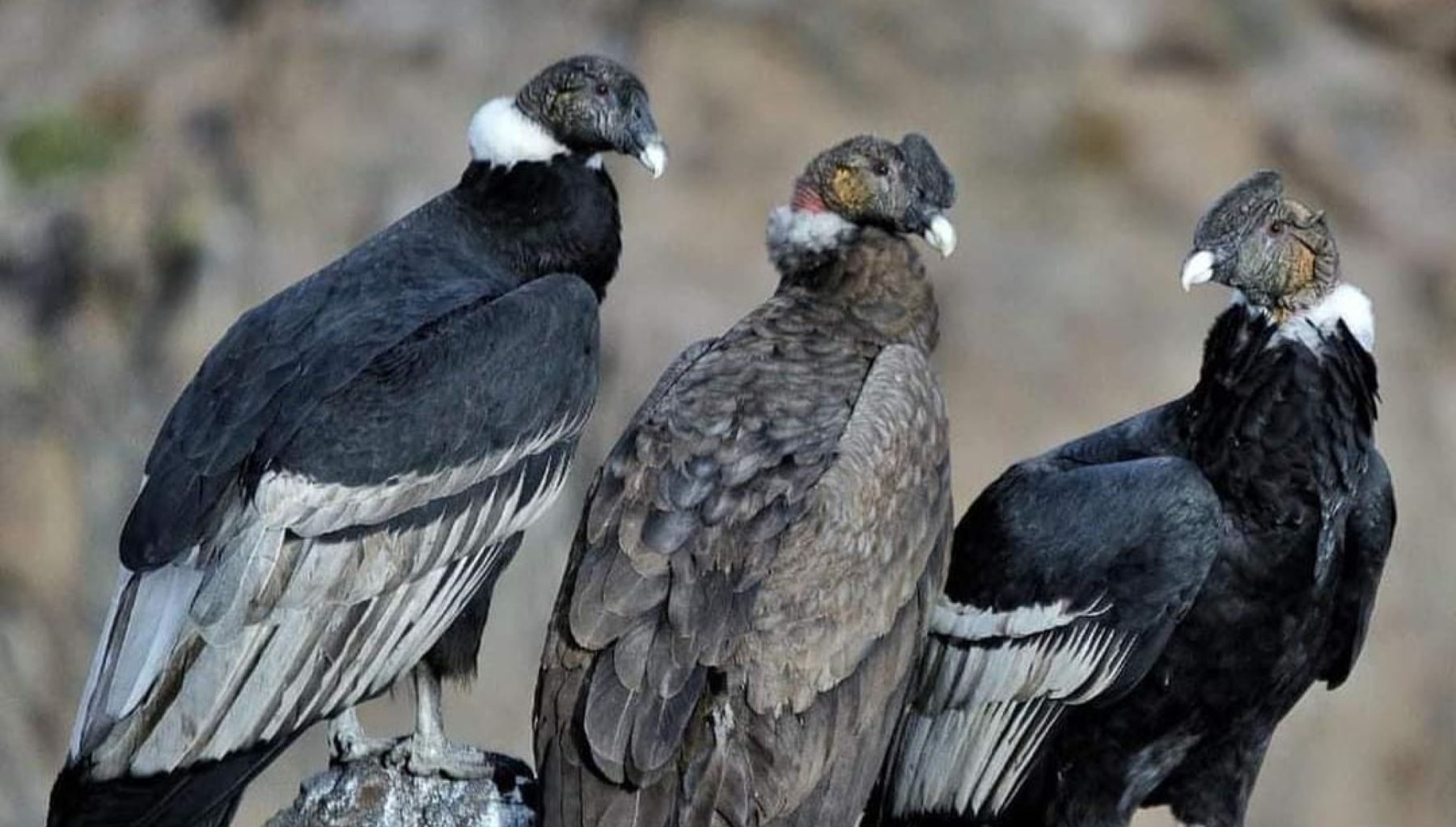 El cóndor, una de las aves en  peligro de extinción de Neuquén. Foto: Gentileza Facebook Proyecto Conservación Cóndor Andino. 