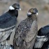 Imagen de Aves en peligro de extinción en Neuquén: el listado de especies más vulnerables