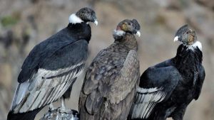 Aves en peligro de extinción en Neuquén: el listado de especies más vulnerables