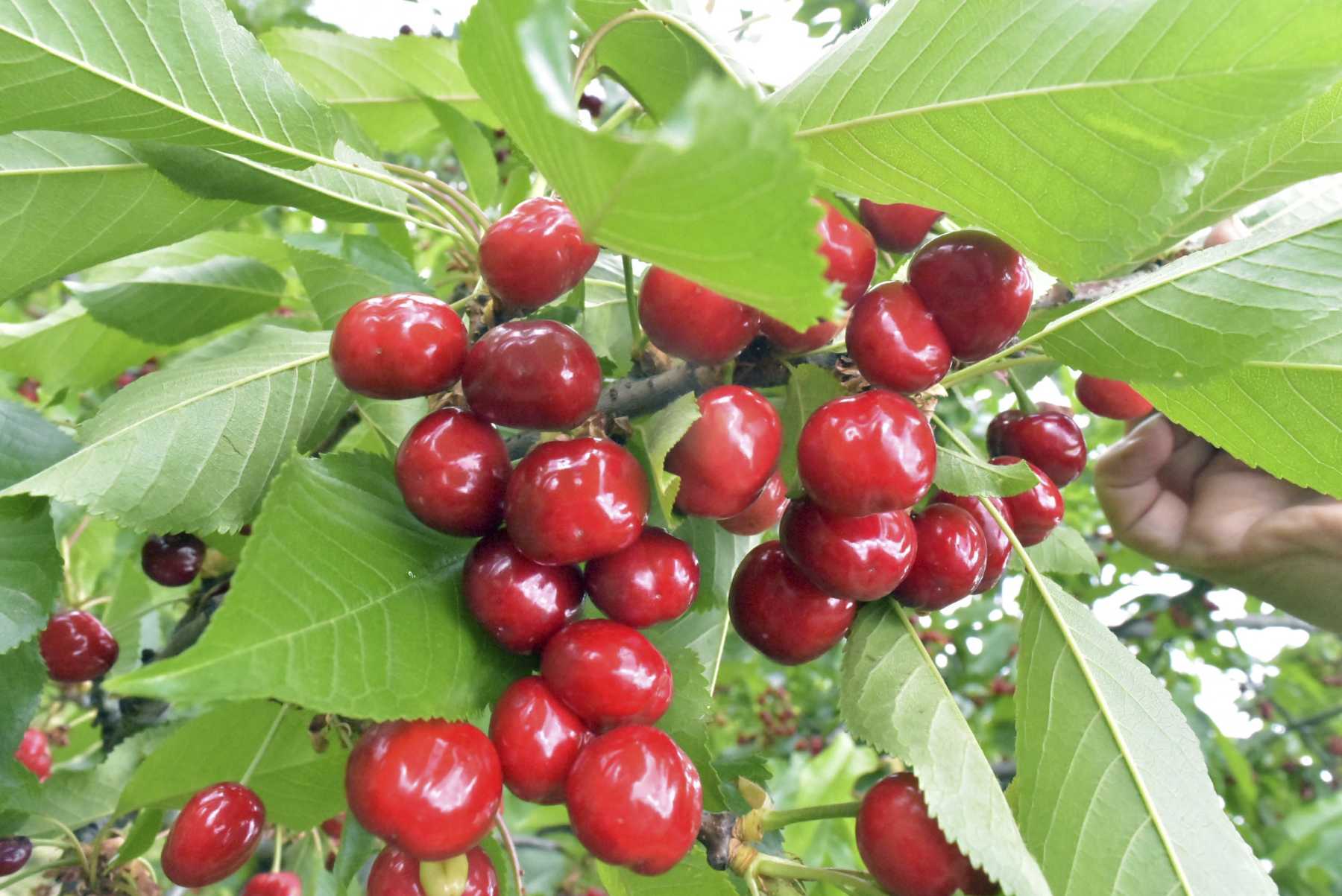 Cosecha de cerezas en Río Negro. Archivo