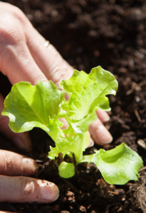 Huerta en casa ¿Qué se puede sembrar en octubre?