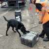 Imagen de Secuestran droga que venía desde Concordia a San Martín de los Andes: cuatro detenidos