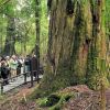 Imagen de «El abuelo»: es el segundo árbol más longevo del planeta y está en la Patagonia