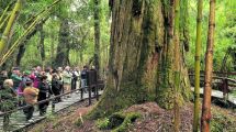 Imagen de «El abuelo»: es el segundo árbol más longevo del planeta y está en la Patagonia